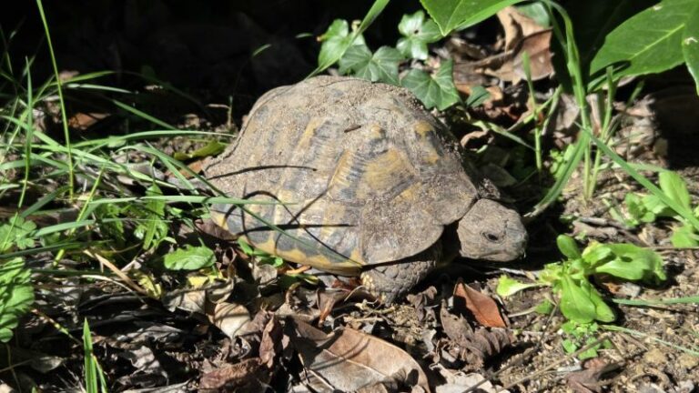 tortue